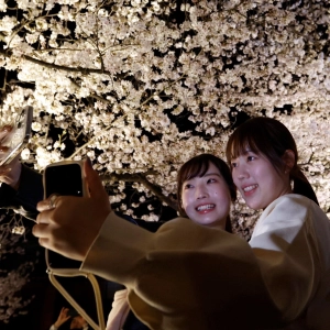 190: Sakura stories revisited: Getting in the mood for hanami