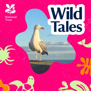 Gangster Gulls | Uncovering the Truth About Seagulls