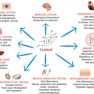 299: Hormones & Stress, Digestion & Thyroid, Adrenals & Survival - diabetes, immune challenges & more!