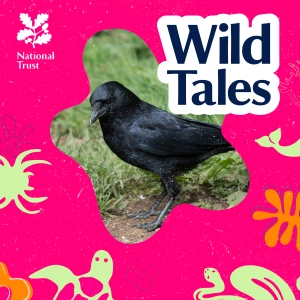 Clever Corvids