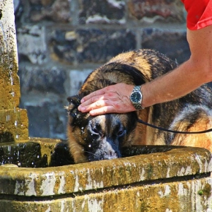 9. Golpes de calor en perros y gatos