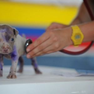 10. Las primeras vacunas de los cachorros