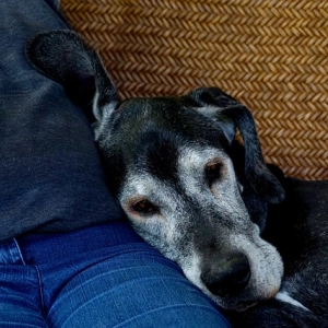 16. Geriatría Canina: perros con edades avanzadas