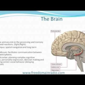 1540 The Bomb in the Brain - The Effects of Child Abuse Part 3 - The Biology of Violence