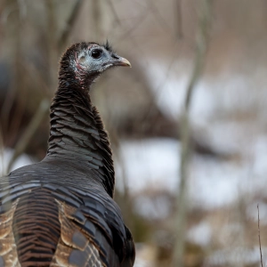 Episode 27: Spilling Turkey Secrets, Part 1