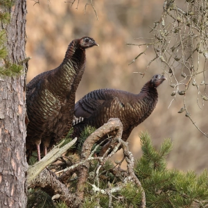 Episode 28: Spilling Turkey Secrets, Part 2