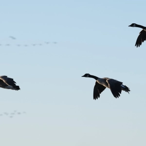 Episode 30: People & Patience: Keys to PA Waterfowl Hunting