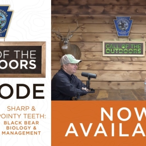 Episode 39: Sharp & Pointy Teeth: Black Bear Biology & Management
