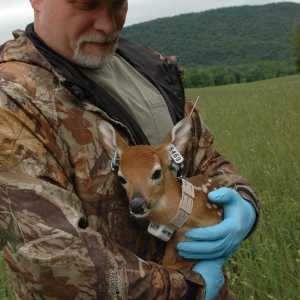 Episode 10: State of the Pennsylvania Deer Herd: Fall 2020