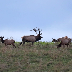 Episode 7: “Elk Hunting in the Keystone State – Past, Present and Future”