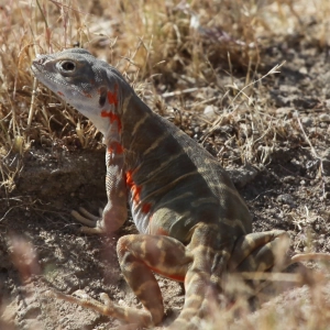 Save the Valley Dragons!  Restoring the Blunt-Notes Leopard Lizard to the San Joaquin Desert with Dr. Michael Telemeco and Dr. Michael Westphal