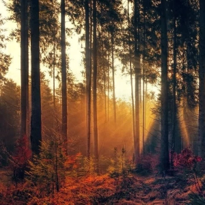 Relax and meditate with nature