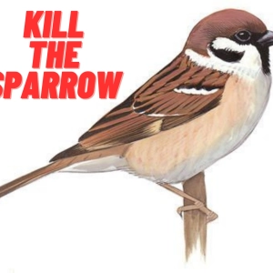 Episode 9 Kill The Sparrow
