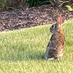 e502 — Humane Rabbits