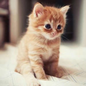 e519 — Clippy Kittens