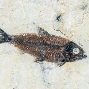 e522 — Pointing at Doomed Fish