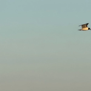 e561 — For the Birds