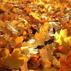 AUTUMN LEAVES