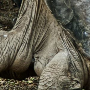 Lonesome George