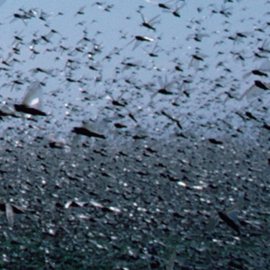 Swarms