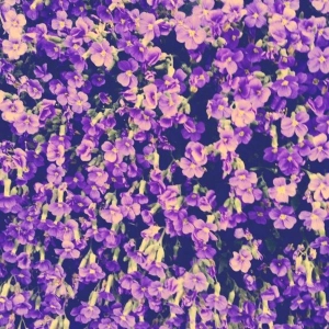 violet