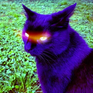 Kitten’s got attitude