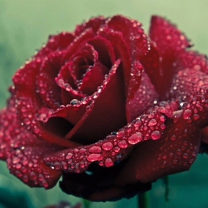 Episode 29 - I May Not Be A Rose