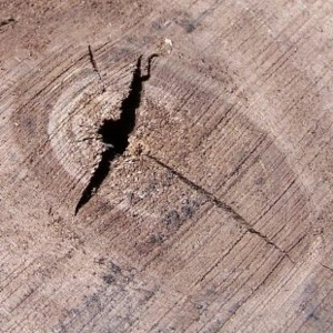 Episode 3 Hardwood Lumber Grades