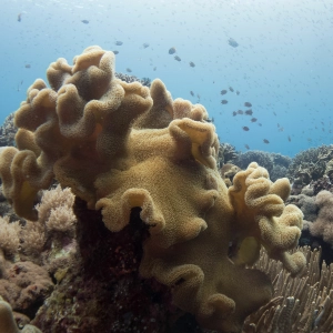 SciCafe: The Future of Our Oceans with Jeremy Jackson