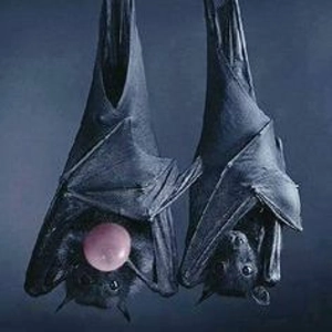 Black Pongs