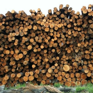 Episode 14 Lumber Tariffs and Global Warming