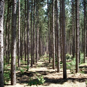 Episode 20 Trees as Crops, Pest Control, Alternate Species