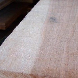 Episode 22 Mold, Fluorescence, and Sapwood