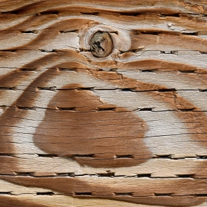 59 - Pressure Treated Wood, Rot, and Dimensional Terms
