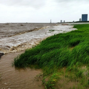 Audio Article: How marsh grass protects shorelines