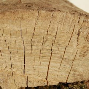 46 - Wood Movement 101