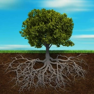 81 Soil chemistry