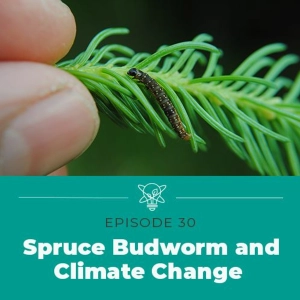 Digging Up Dirt on the Spruce Budworm