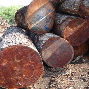 50 - Mahogany and Its Imitators