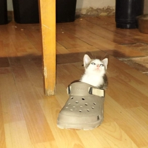 In The Mind Of A Cat Riding A Slipper - 100% Dubadelik Dj Alpha compilation