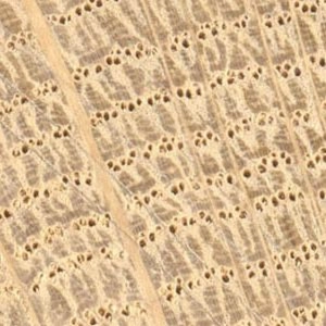 73 - Alternatives to Russian Birch Plywood?