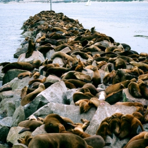 I Otter be in the Water