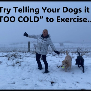 Your Dogs…Try telling them it is too cold to exercise!!