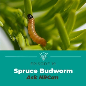 Slowing Down the Spruce Budworm (Ask NRCan)