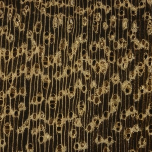76 - Wood Identificaton