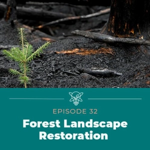 Restoring Damaged Forests