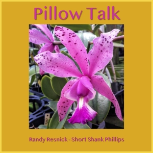 Pillow Talk 2024