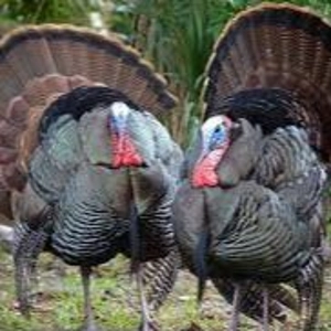 OMU 67: Copius Amounts of Wild Turkey