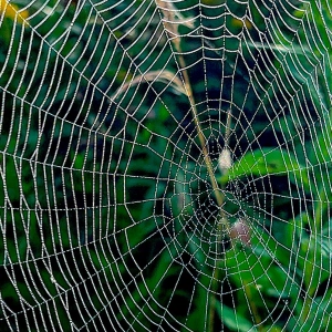 Episode 260 - The Magic Of Spider Webs