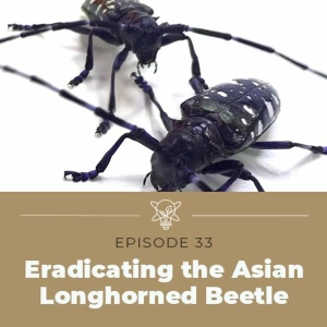 Eradicating the Asian Longhorned Beetle